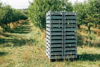 media-174893481912046500.jpg - Știri de azi Știri de azi | Fructul care s-a aclimatizat foarte bine în România îți poate aduce o avere: Prea puțini îi văd adevăratul potențial - Știri de azi |