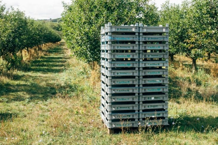 media-174893481912046500.jpg - Știri de azi Știri de azi | Fructul care s-a aclimatizat foarte bine în România îți poate aduce o avere: Prea puțini îi văd adevăratul potențial - Știri de azi |