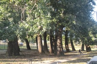 Știri de azi | ‘Plopii fără soț’ …acum cu soț. Copacul-monument care l-a inspirat pe Eminescu s-a prăbușit / Anunțul ISU Iași - Știri de azi | 