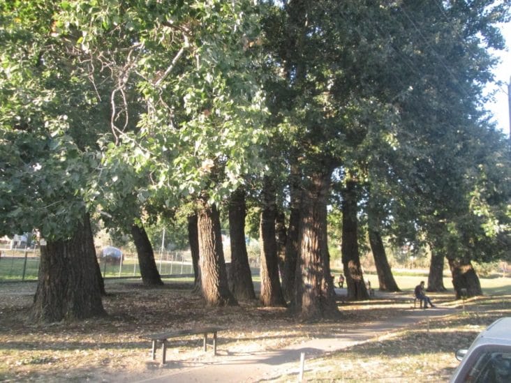 media-174965814775123700.jpg - Știri de azi Știri de azi | ‘Plopii fără soț’ …acum cu soț. Copacul-monument care l-a inspirat pe Eminescu s-a prăbușit / Anunțul ISU Iași - Știri de azi |