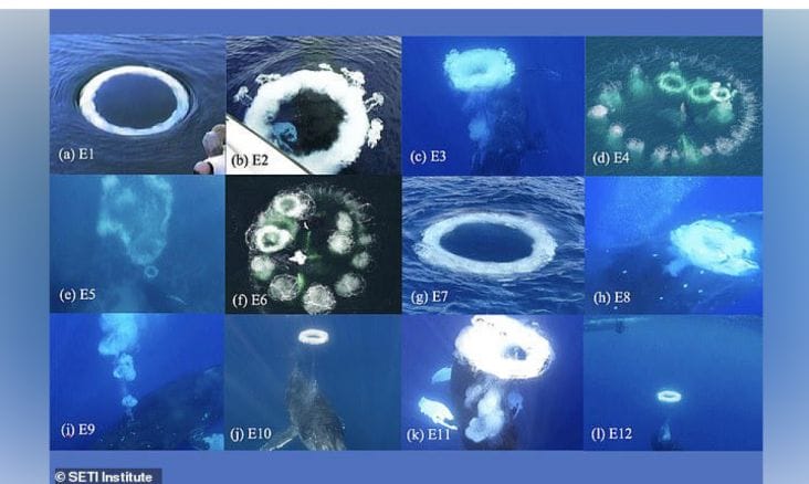 Știri de azi | VIDEO Un semnal foarte ciudat din ocean seamănă cu sunetele venite din spațiu: Legătura total neașteptată - Știri de azi | 