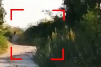 Știri de azi | Stare de urgență în Bulgaria. Autoritățile caută un animal periculos evadat de la o grădină zoologică privată. Prădătorul, filmat lângă granița cu România - Știri de azi | 