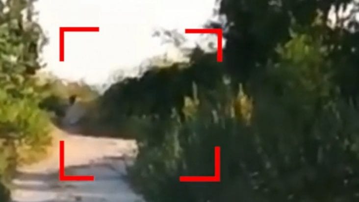 Știri de azi | Stare de urgență în Bulgaria. Autoritățile caută un animal periculos evadat de la o grădină zoologică privată. Prădătorul, filmat lângă granița cu România - Știri de azi | 