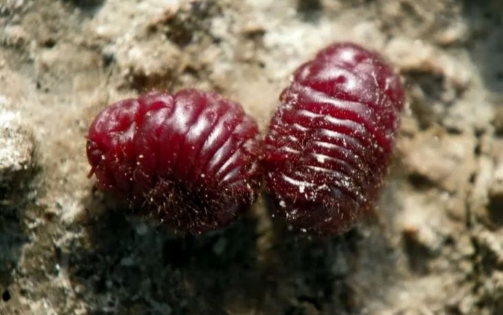 Știri de azi | De ce multe dintre marile creații artistice ale Renașterii s-au datorat unui gândac - Știri de azi | 