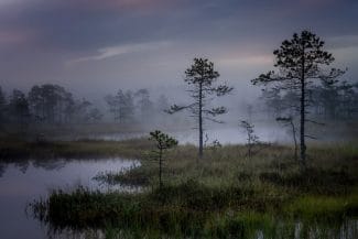 media-175116434499473800jpg - Știri de azi Știri de azi | Vietatea care trăiește doar o zi și are un singur scop: odată realizat, orice funcție de supraviețuire este inexistentă - Știri de azi |