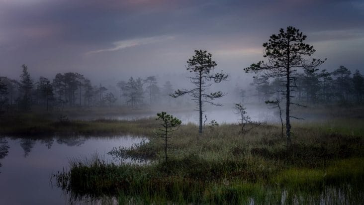 media-175116434499473800jpg - Știri de azi Știri de azi | Vietatea care trăiește doar o zi și are un singur scop: odată realizat, orice funcție de supraviețuire este inexistentă - Știri de azi |