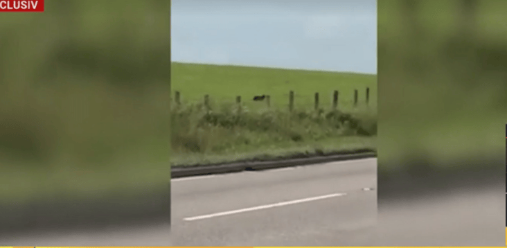 media-175127608393356200png - Știri de azi Știri de azi | ‘Fiara Neagră’ din Bulgaria, văzută în România – localnicii sunt speriați după ce pantera neagră și-a făcut apariția în zona Giurgiu - Știri de azi |