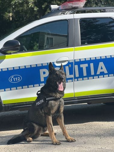 Știri de azi | Neamţ: Doi bărbaţi cu feţele acoperite au jefuit un vecin căruia i-au furat un portofel în care avea 4.000 de euro / Ei au fost prinşi de poliţişti cu ajutorul unui câine specializat în analizarea mirosul uman când îşi incendiau hainele purtate la jaf - Știri de azi | 