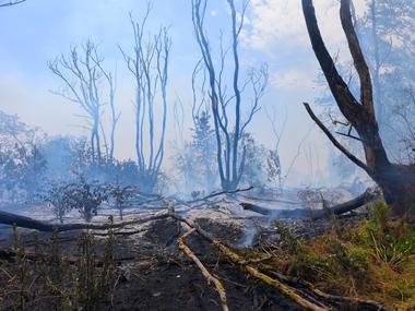 Știri de azi | Tulcea: Pompierii intervin pentru stingerea unui incendiu care se manifestă la vegetaţie uscată şi fond forestier în apropierea localităţii Chilia / Elicopterul Black Hawk a ajuns la locul intervenţiei - Știri de azi | 