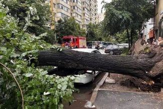 Știri de azi | Timişoara: Copac căzut peste un bărbat, în timpul unei vijelii - Știri de azi | 