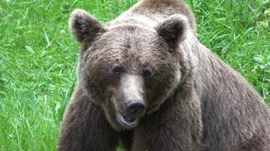 Știri de azi | Agent Green, plângere penală după uciderea ursoaicei care a omorât un turist pe Transfăgărăşan / Acuzaţii de braconaj, neglijenţă în serviciu, ucidere din culpă - Știri de azi | 