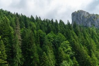 Știri de azi | Romsilva: O veste excelentă! Tribunalul Mureş a admis cererea de revizuire şi a desfiinţat decizia prin care se retrocedau 43.227 hectare de păduri în judeţul Bacău, cu o valoare de 300 milioane de euro / Se reia procesul - Știri de azi | 