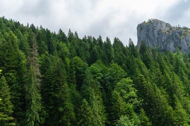 524355226-1188987389925218-6637715030997600042-njpg - Știri de azi Știri de azi | Romsilva: O veste excelentă! Tribunalul Mureş a admis cererea de revizuire şi a desfiinţat decizia prin care se retrocedau 43.227 hectare de păduri în judeţul Bacău, cu o valoare de 300 milioane de euro / Se reia procesul - Știri de azi |