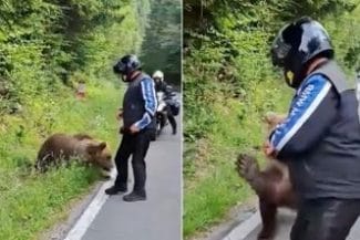 italian-ursjpg - Știri de azi Știri de azi | Diana Buzoianu, despre cazul puilor de urşi rămaşi orfani pe Transfăgărăşan: Mi-au fost trimise hârtii peste hârtii / Nu e nevoie de un ordin de ministru; legea se va aplica la literă - Știri de azi |