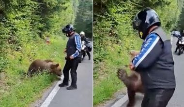 italian-ursjpg - Știri de azi Știri de azi | Diana Buzoianu, despre cazul puilor de urşi rămaşi orfani pe Transfăgărăşan: Mi-au fost trimise hârtii peste hârtii / Nu e nevoie de un ordin de ministru; legea se va aplica la literă - Știri de azi |