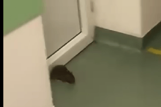 Știri de azi | Copil de 5 ani, muşcat de şobolan: A ajuns de urgență la Spitalul de Boli Infecţioase din Iași - Știri de azi | 