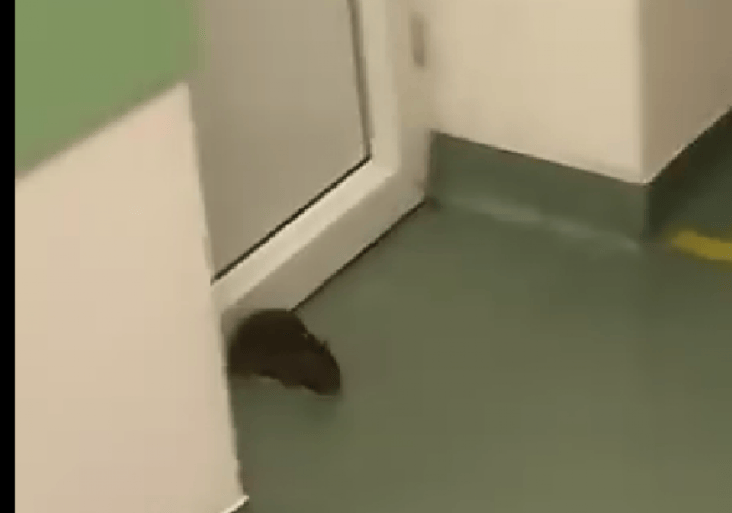 Știri de azi | Copil de 5 ani, muşcat de şobolan: A ajuns de urgență la Spitalul de Boli Infecţioase din Iași - Știri de azi | 