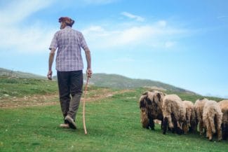 media-174429273274335200jpg - Știri de azi Știri de azi | Balada ‘Miorița’ revine: Un cioban din Galați a fost ucis în bătaie pentru o palmă de pământ - Știri de azi |