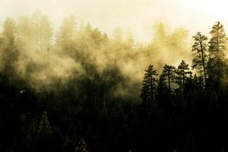 Știri de azi | Mai puțini directori, mai mulți bani pentru păduri! Ministrul Mediului anunță suma uriașă pe care o va economisi prin restructurarea Romsilva - Știri de azi | 