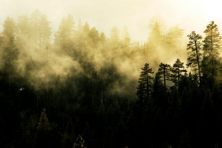 media-174679436581809000jpg - Știri de azi Știri de azi | Mai puțini directori, mai mulți bani pentru păduri! Ministrul Mediului anunță suma uriașă pe care o va economisi prin restructurarea Romsilva - Știri de azi |