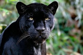 media-175144296133283300jpg - Știri de azi Știri de azi | Pantera neagră a ‘plonjat’ în curtea SRI: Misiune secretă! - Știri de azi |