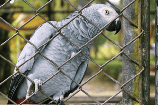 media-175175952335845700png - Știri de azi Știri de azi | Caz ireal: cinci papagali, scoși din zona publică a unei grădini zoologice pentru că au început să înjure vizitatorii - Știri de azi |