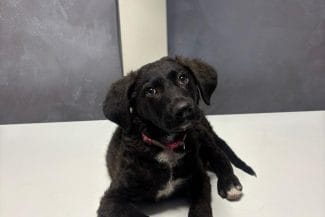 media-175181464115228500jpeg - Știri de azi Știri de azi | Bestie cu chip de om, în București: Un bărbat de 71 de ani bătut un cățel de trei luni până i-a făcut contuzie pulmonară - Știri de azi |