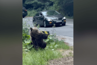 media-175197183454470500png - Știri de azi Știri de azi | VIDEO Imagini revoltătoare pe Transfăgărășan: un șofer a încercat să lovească intenționat un urs cu mașina. Polițiștii au deschis o anchetă - Știri de azi |