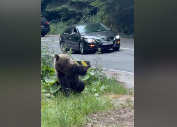 media-175197183454470500png - Știri de azi Știri de azi | VIDEO Imagini revoltătoare pe Transfăgărășan: un șofer a încercat să lovească intenționat un urs cu mașina. Polițiștii au deschis o anchetă - Știri de azi |