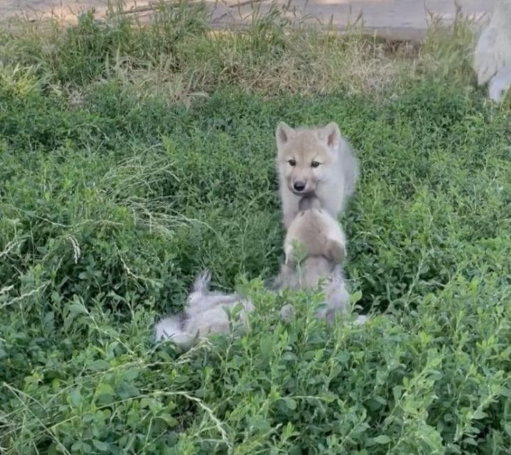 media-175197763031027100jpg - Știri de azi Știri de azi | VIDEO Premieră națională: S-au născut doi pui de lup alb la Grădina Zoologică Oradea - Știri de azi |
