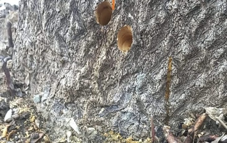 media-175257198159284400jpeg - Știri de azi Știri de azi | Caz incredibil într-un oraș din România: zeci de copaci au fost găuriți cu burghiul și umpluți cu sare pentru a se usca și a fi tăiați - Știri de azi |