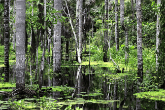 media-175327497440299500png - Știri de azi Știri de azi | Semnal uriaș de alarmă: Cea mai importantă plantă a omenirii nu mai absoarbe dioxidul de carbon - Știri de azi |