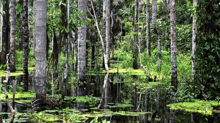 media-175327497440299500png - Știri de azi Știri de azi | Semnal uriaș de alarmă: Cea mai importantă plantă a omenirii nu mai absoarbe dioxidul de carbon - Știri de azi |
