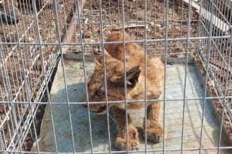 media-175344697278808000jpg - Știri de azi Știri de azi | VIDEO FOTO Misiune inedită a jandarmilor montani: au capturat un râs în curtea unui localnic - Știri de azi |