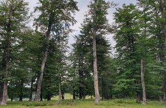 Știri de azi | Federaţia Silva organizează un miting în Piaţa Victoriei pentru a protesta faţă de reorganizarea Romsilva: Reorganizarea Romsilva după un proiect făcut pe colţul mesei este o greşeală care poate avea consecinţe dramatice - Știri de azi | 