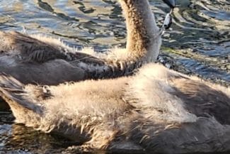 Știri de azi | Bihor: Pui de lebădă salvat de pompieri din apele Crişului Repede – FOTO - Știri de azi | 