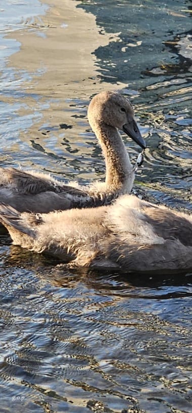 Știri de azi | Bihor: Pui de lebădă salvat de pompieri din apele Crişului Repede – FOTO - Știri de azi | 