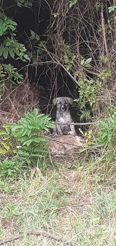 whatsapp-image-2025-07-25-at-12-22-20jpg - Știri de azi Știri de azi | Vâlcea: Doi bărbaţi au fost amendaţi în total cu 24.000 de lei după ce au abandonat mai mulţi câini în două comune – FOTO - Știri de azi |
