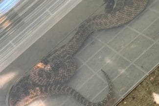 balaur-dobrogeanjpg - Știri de azi Știri de azi | Constanţa: Balaur dobrogean de peste un metru lungime, prins de jandarmi într-o gospodărie din localitatea 2 Mai – FOTO, VIDEO - Știri de azi |