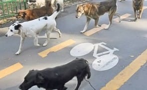 Știri de azi | Fără stres pentru animale: Nouă metodă de capturare a maidanezilor în București - Știri de azi | 