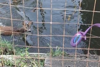 media-175457028394078900jpg - Știri de azi Știri de azi | FOTO Căprior căzut într-un canal de fugă, salvat de pompieri: animalul era epuizat şi în pericol de a se îneca - Știri de azi |