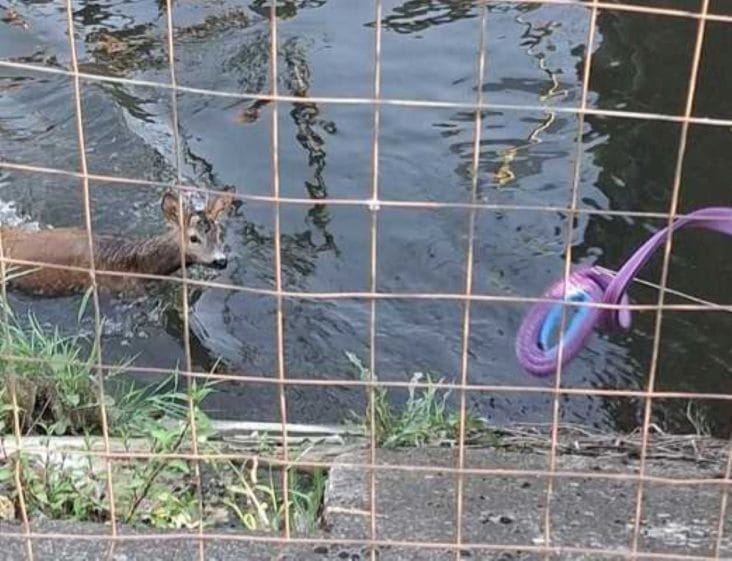 Știri de azi | FOTO Căprior căzut într-un canal de fugă, salvat de pompieri: animalul era epuizat şi în pericol de a se îneca - Știri de azi | 