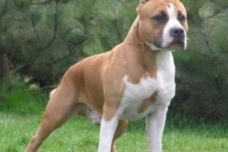 whatsapp-image-2020-09-02-at-18-05-25jpg - Știri de azi Știri de azi | Galaţi: Tânără atacată de un câine Amstaff / Victima a fost rănită în zona abdomenului - Știri de azi |