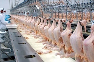 brazilia-carne-puijpg - Știri de azi Știri de azi | UE redeschide piaţa pentru carnea de pui din Brazilia, după epidemia de gripă aviară din mai - Știri de azi |