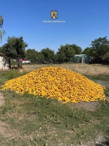 c0f62a6d-7ca1-4b42-aec5-c2c31f0a9b3ajpg - Știri de azi Știri de azi | O firmă agricolă din Călăraşi nu a mai apucat că recolteze porumbul pe care îl semănase pe mai bine de 7 hectare, pentru că i l-au recoltat hoţii / Poliţia a recuperat a zecea parte din prejudiciu / Zece persoane, între care şi minori, cercetate - Știri de azi |