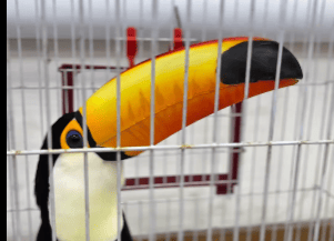 Știri de azi | Poliţia a arestat 47 de persoane şi a salvat sute de animale, în cea mai mare operaţiune împotriva traficanţilor de animale sălbatice din Brazilia / Tucani, papagali, broaşte ţestoase, maimuţe şi un piton, între cele peste 800 de animale salvate – VIDEO - Știri de azi | 