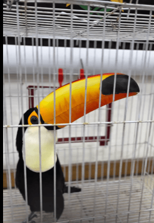 captura-de-ecran-2025-09-17-062503png - Știri de azi Știri de azi | Poliţia a arestat 47 de persoane şi a salvat sute de animale, în cea mai mare operaţiune împotriva traficanţilor de animale sălbatice din Brazilia / Tucani, papagali, broaşte ţestoase, maimuţe şi un piton, între cele peste 800 de animale salvate – VIDEO - Știri de azi |