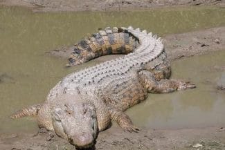 fbjpg - Știri de azi Știri de azi | Egipt – Crocodil găsit în mare, în zona unei plaje din Alexandria - Știri de azi |