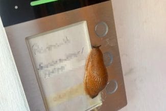 Știri de azi | Farsorul care a chinuit locuitorii unui bloc din Germania s-a dovedit a fi un… melc - Știri de azi | 