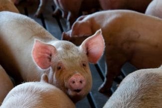 porcijpg - Știri de azi Știri de azi | INS: Efectivele de porcine au scăzut cu 3,2%, la 1 mai 2025, faţă de anul trecut, la 2,92 milioane capete - Știri de azi |